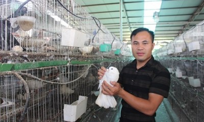 Chàng trai du học Nga về quê nuôi chim bồ câu Pháp trở thành tỷ phú